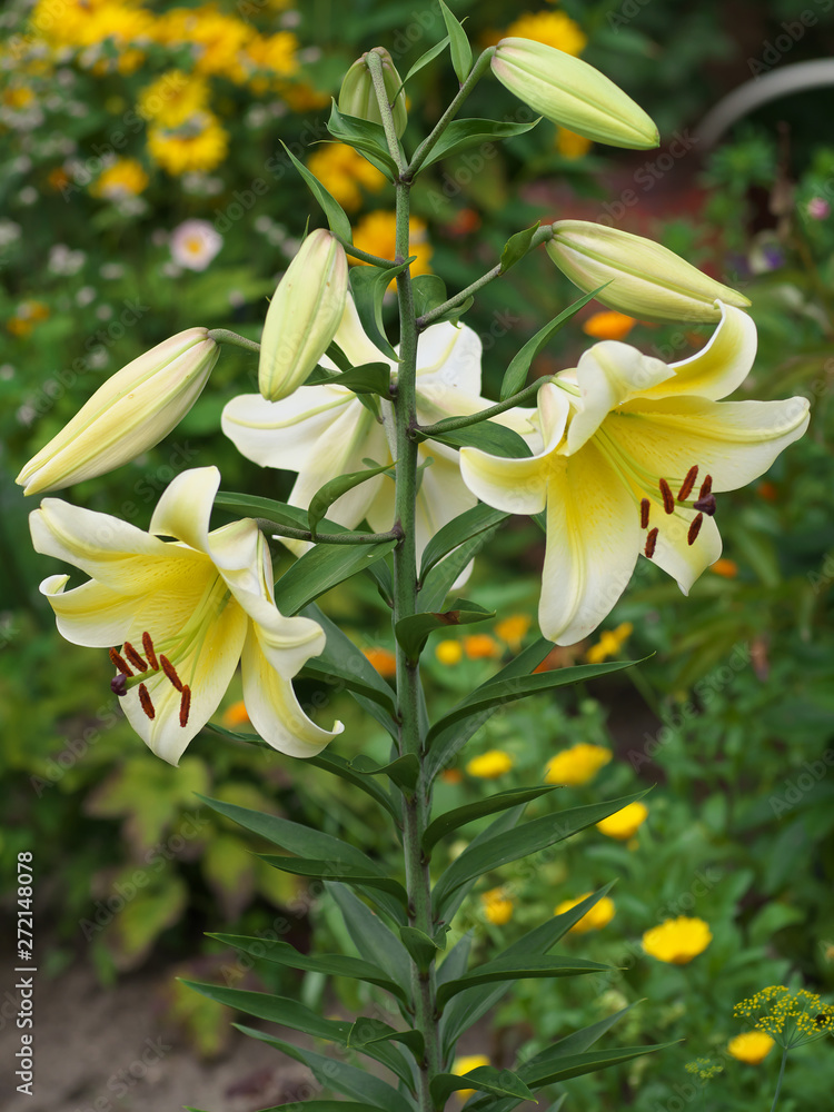 Fototapeta premium Closeup orange red yellow white Lily flowers in a garden bed, Macro shot, Pistil and stamen and bud and drop scent oil.