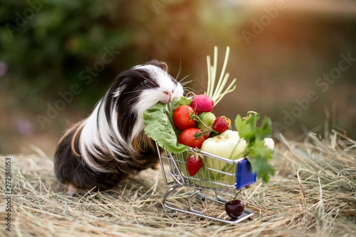 guinea pig and fruits