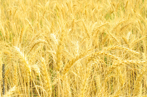 The golden wheat field and the hot summer sunny day