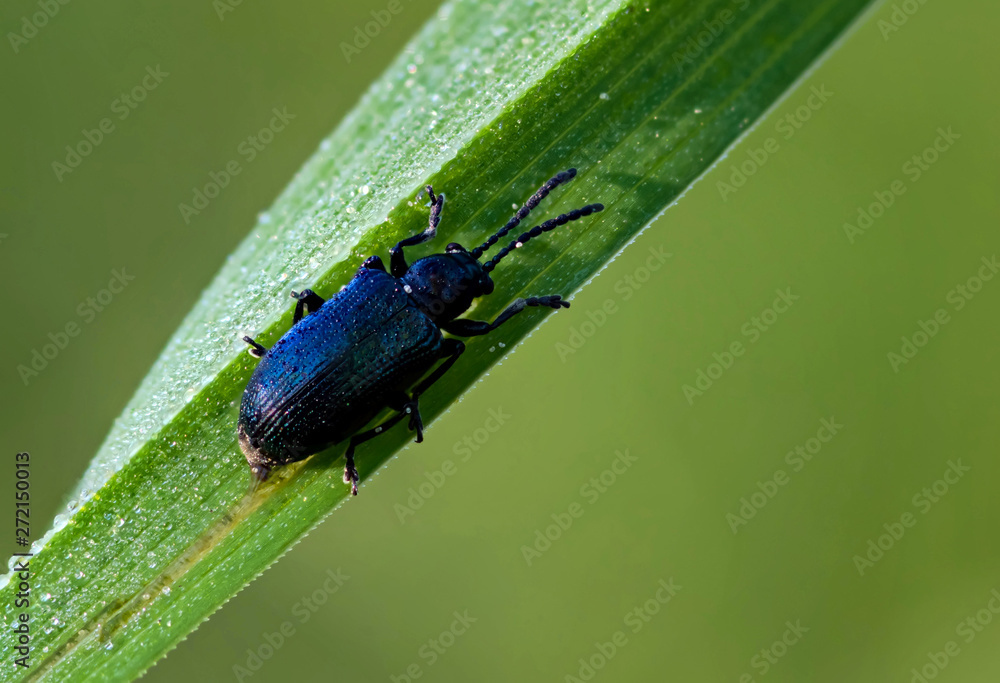 Naklejka premium small blue-black beetle sits on a green blade of grass