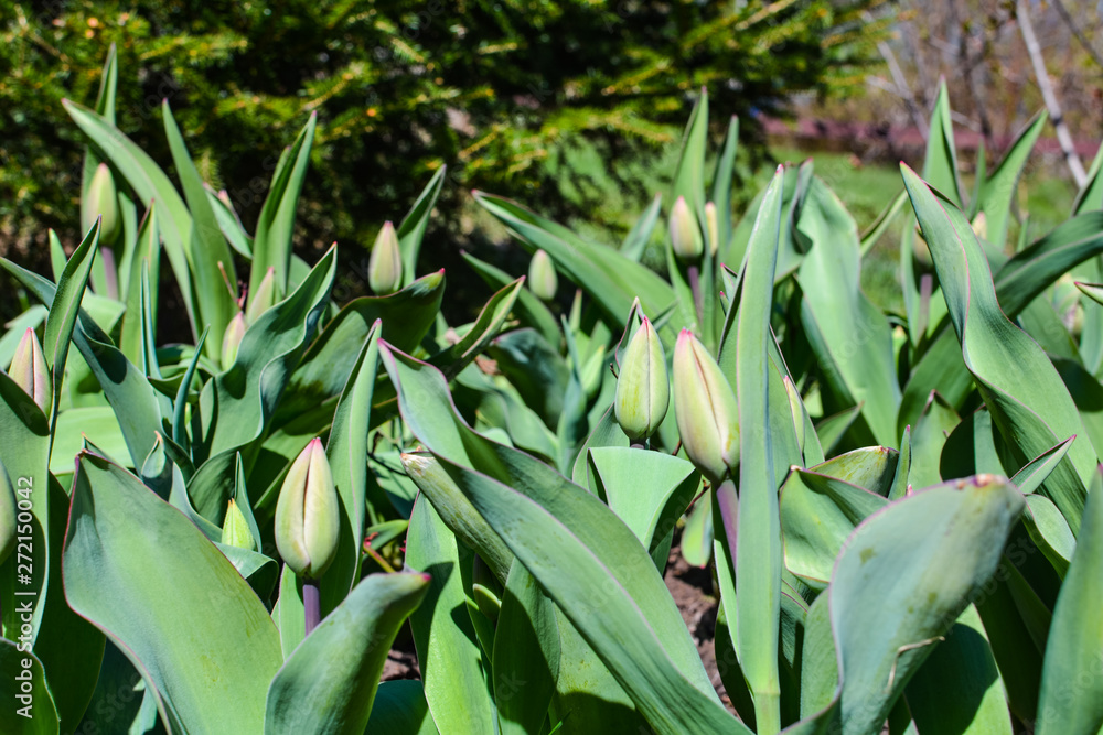 Obraz premium Young tulips in the garden under the fir
