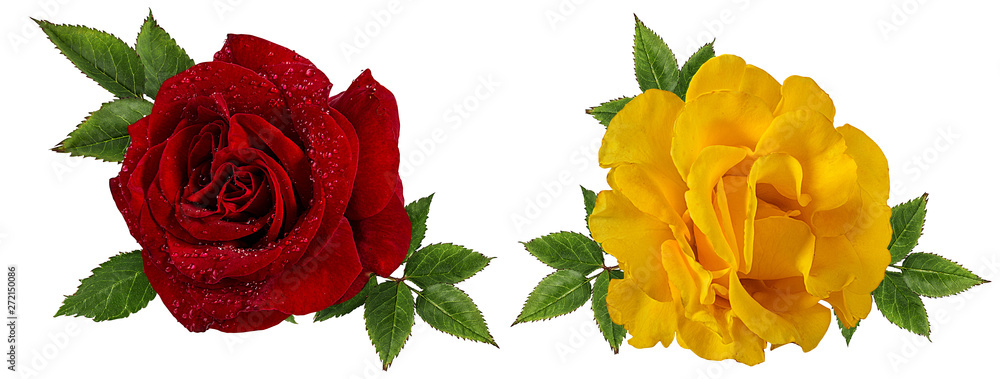 Yellow and red roses isolated on white background with clipping path Yellow and red roses isolated on white background with clipping path