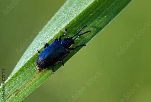 small blue-black beetle sits on a green blade of grass © Константин Брацихин