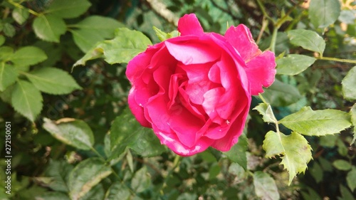 The red rose in summer garden
