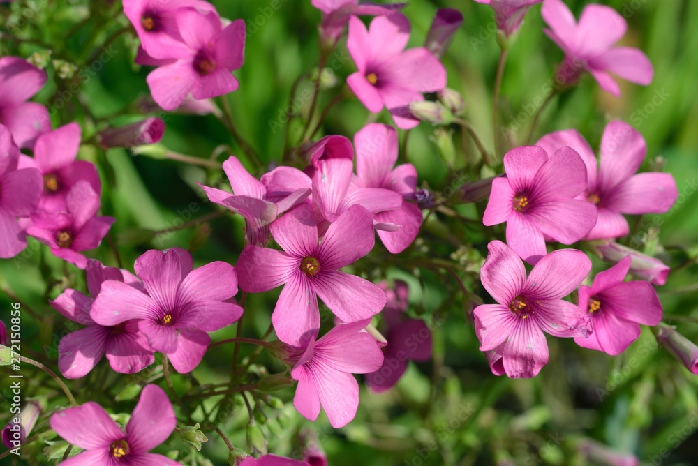 Oxalis articulata - pink oxalis - Oxalis articulata, Crete Oxalis articulata - pink oxalis - Oxalis articulata, Crete