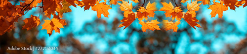 Obraz na płótnie Banner autumn background w salonie
