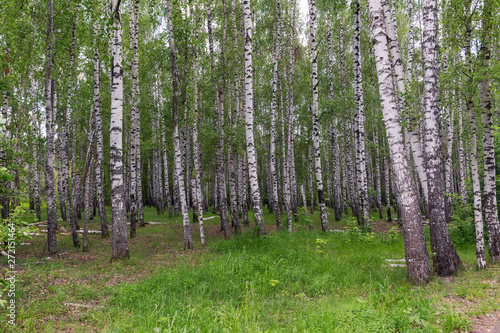 Fototapeta Naklejka Na Ścianę i Meble -  landscape in a birch grove
