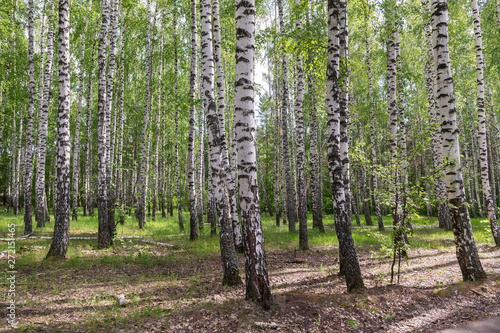 birch grove in early summer