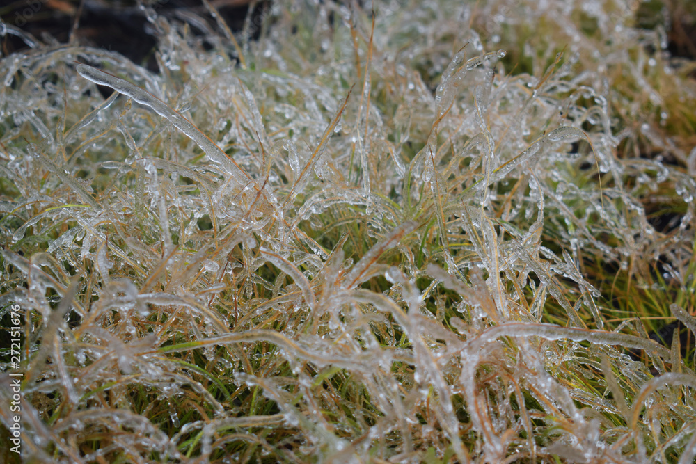 Ornaments of Ice - Grasses were ornamented with ice after snowstorm Ornaments of Ice - Grasses were ornamented with ice after snowstorm