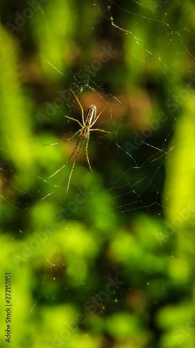 Spider on a web with long legs on the background of green forest close-up