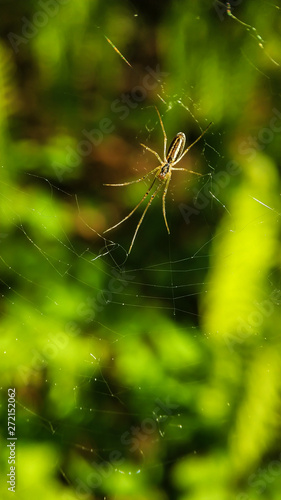 Spider on a web with long legs on the background of green forest close-up