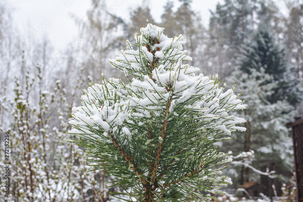 Pine branches in the snow