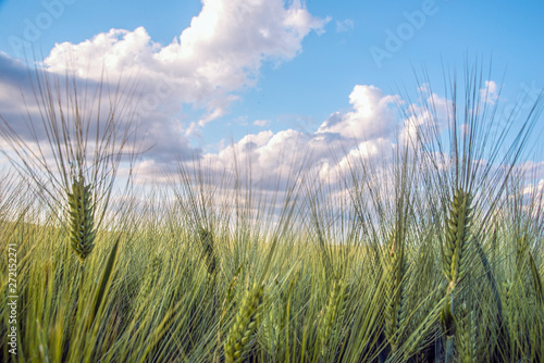 Wheat fields with beautiful clouds on the horizon