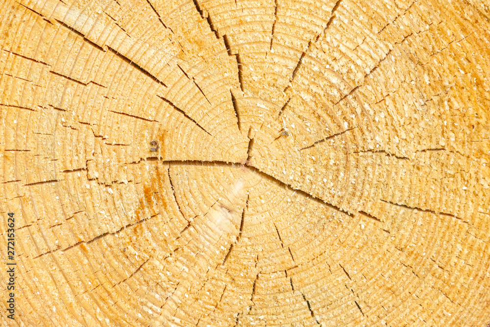 Fototapeta premium Aged cracked wooden tree section with rings and texture