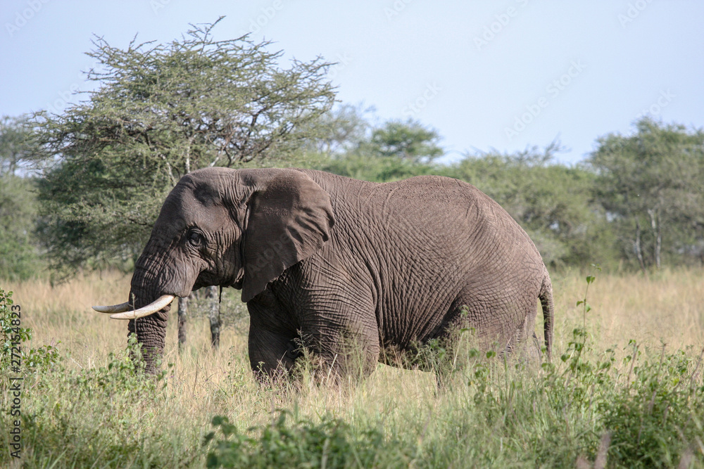 Big african elephant. Kenya, Africa. Big african elephant. Kenya, Africa.