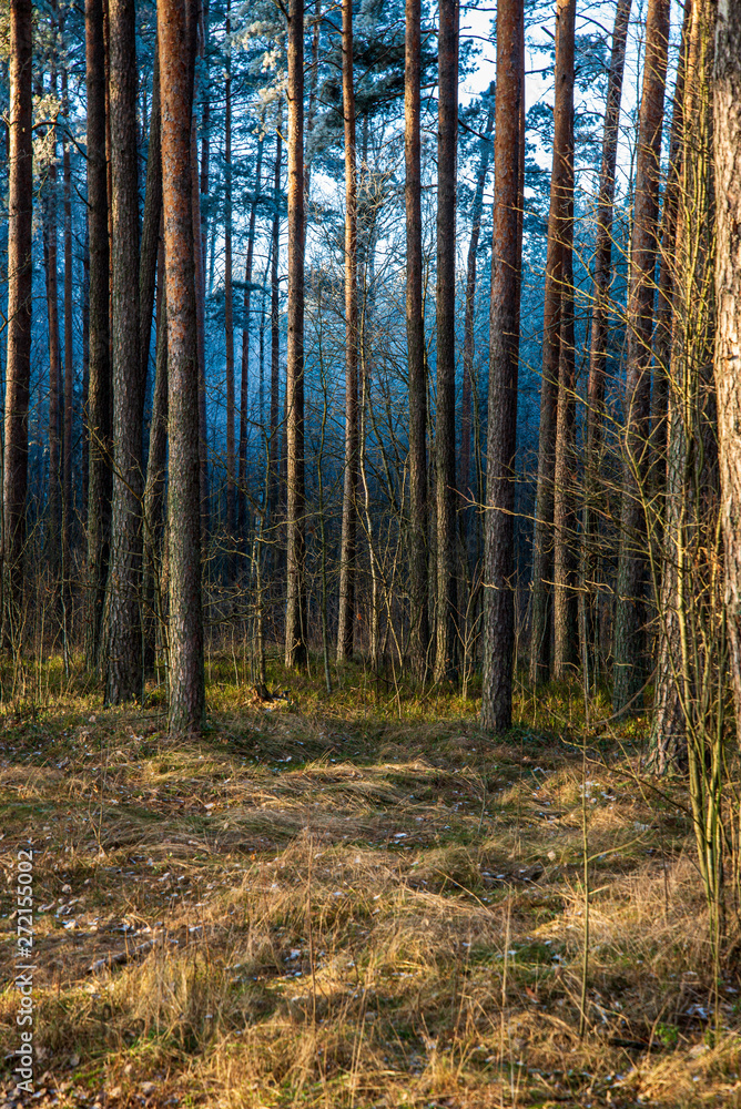 Obraz premium tree trunk texture wall in forest with rhythm pattern