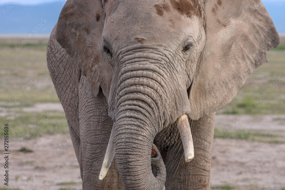 Big african elephant. Kenya, Africa. 