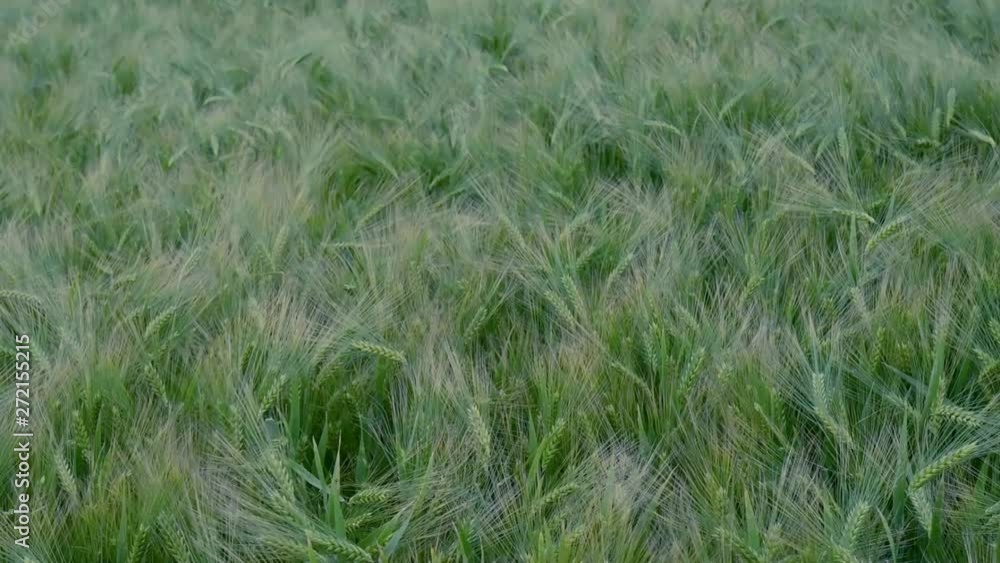 gerste auf einem Feld angebaut wiegt sich im Wind in Zeitlupe gerste auf einem Feld angebaut wiegt sich im Wind in Zeitlupe