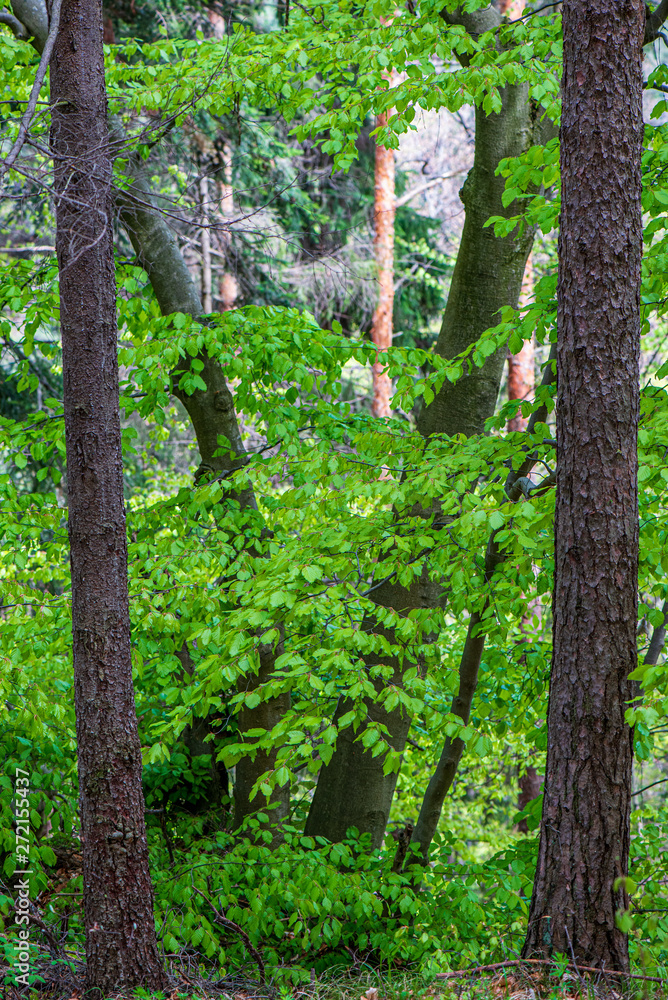 tree trunk texture wall in forest with rhythm pattern tree trunk texture wall in forest with rhythm pattern