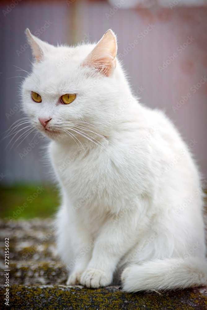portrait of domestic cat outside home