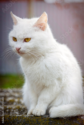 portrait of domestic cat outside home
