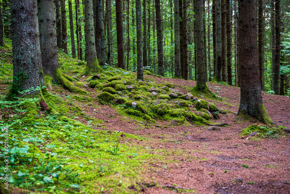 Obraz premium tree trunk texture wall in forest with rhythm pattern