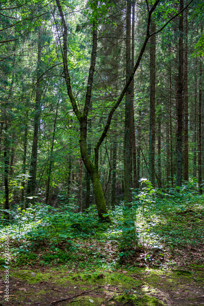 tree trunk texture wall in forest with rhythm pattern