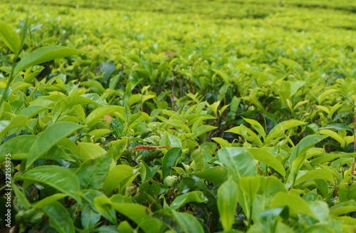 Plantation green tea leaves closeup in the mountains on the southern tropical slope in summer.
