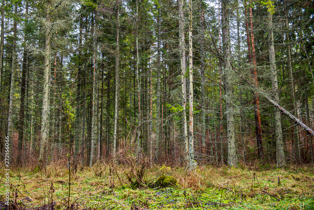 tree trunk texture wall in forest with rhythm pattern tree trunk texture wall in forest with rhythm pattern