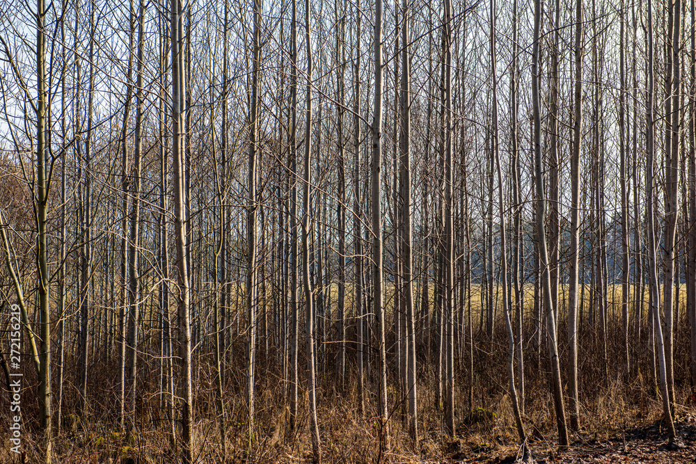 tree trunk texture wall in forest with rhythm pattern