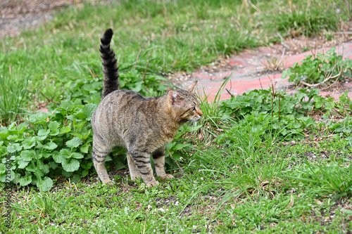 Grey domestic cat in green grass