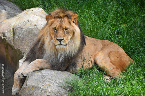 Full length portrait of lion resting in grass