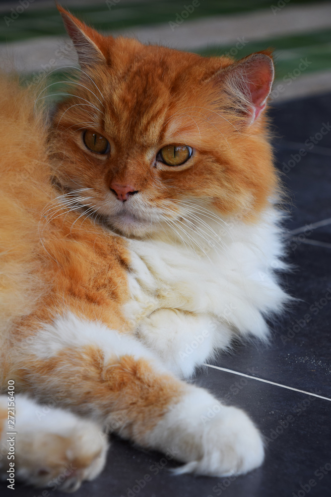 Close up portrait of red ginger domestic cat Close up portrait of red ginger domestic cat