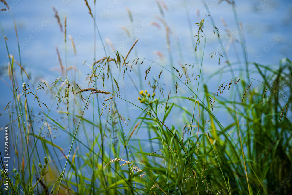 green grass pattern with blur background. summer texture green grass pattern with blur background. summer texture