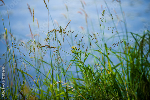 green grass pattern with blur background. summer texture © Martins Vanags