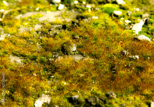 moss