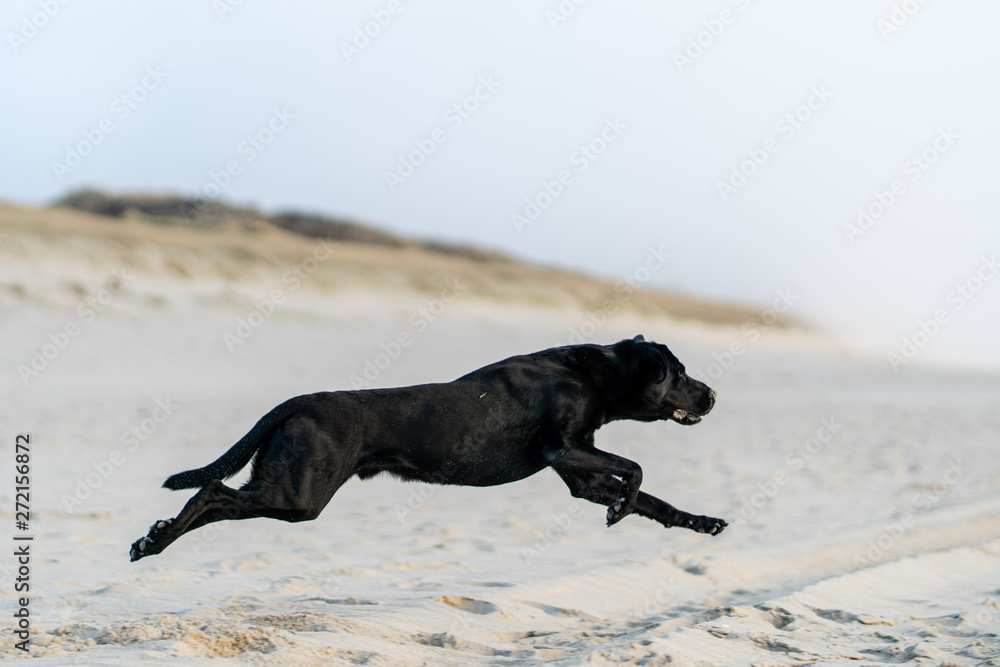 schwarzer labrador retriever am hunde strand springt mit einer düne im hintergrund bei sonnenuntergang auf sylt schwarzer labrador retriever am hunde strand springt mit einer düne im hintergrund bei sonnenuntergang auf sylt