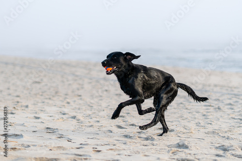 schwarzer labrador retriever am hunde strand springt mit Meer im hintergrund bei sonnenuntergang auf sylt