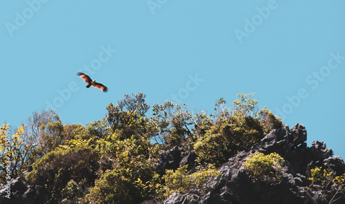 Red hawk flying over sky