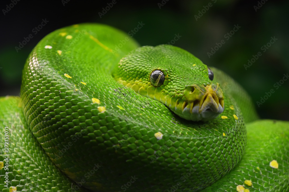 Green tree python (Morelia viridis) close up Green tree python (Morelia viridis) close up