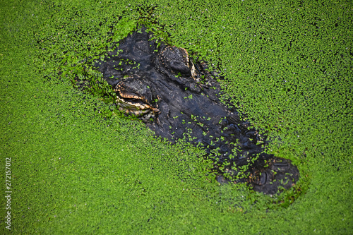 Close up portrait of crocodile in green duckweed