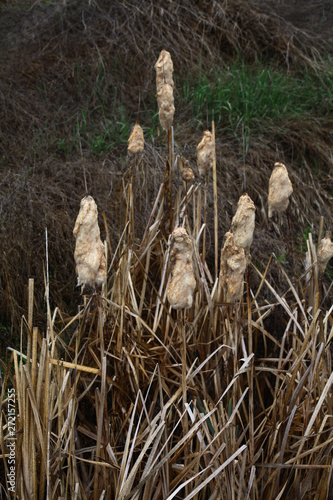 reed