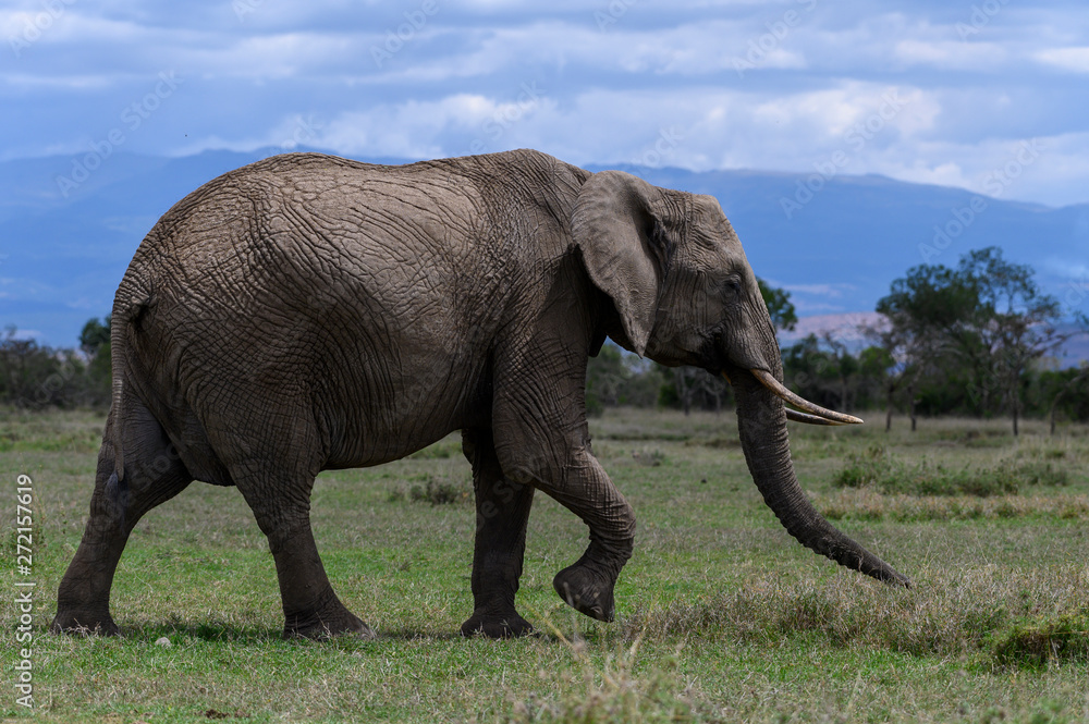 Obraz premium elephant