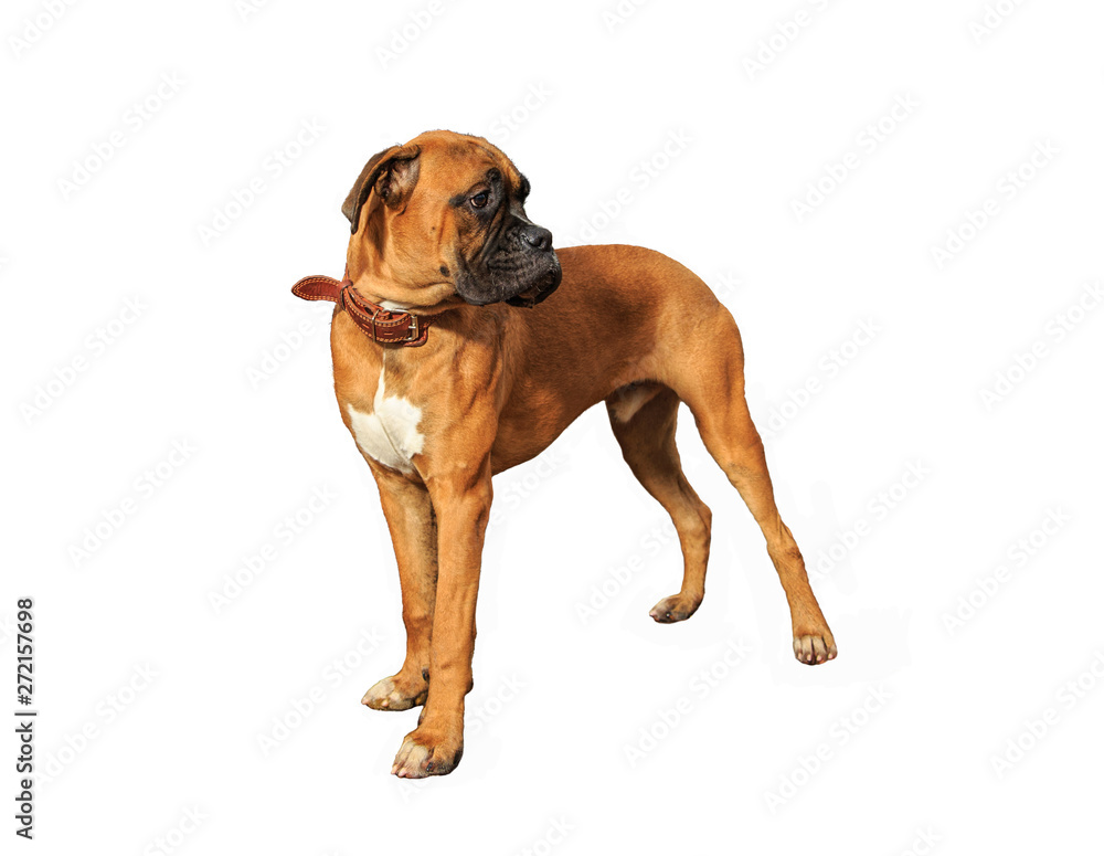  dog breed boxer on white background