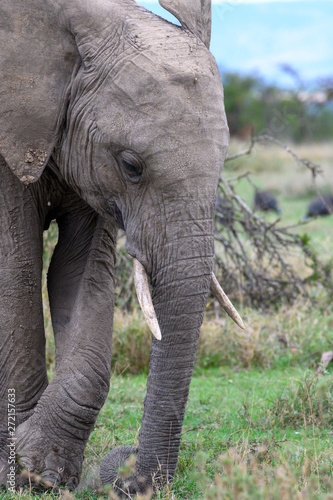 African elephant © Ulf Linder