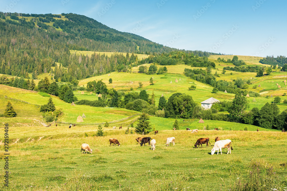 cattle grazing meadow in mountains. rural fields and village on the hill in the distance. wonderful summer morning of ukrainian carpathian countryside. fine weather with clear blue sky