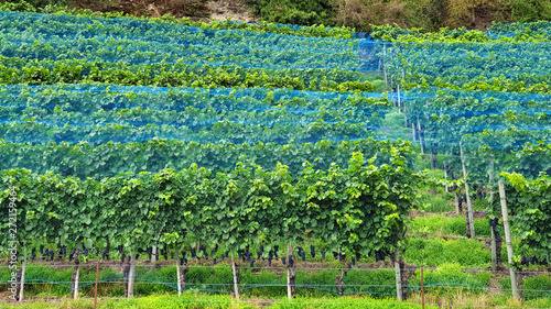 Swiss vineyard in Uerikon near Lake Zurich, grapes on a hillside protected by blue bird nets.