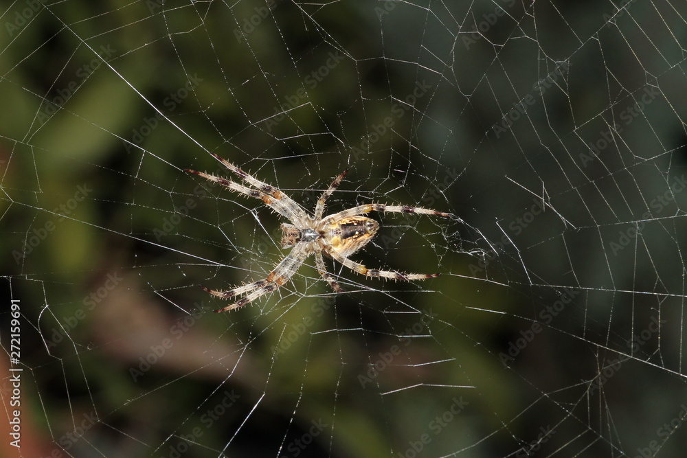 Spider preparing to eat his prey caught in his net