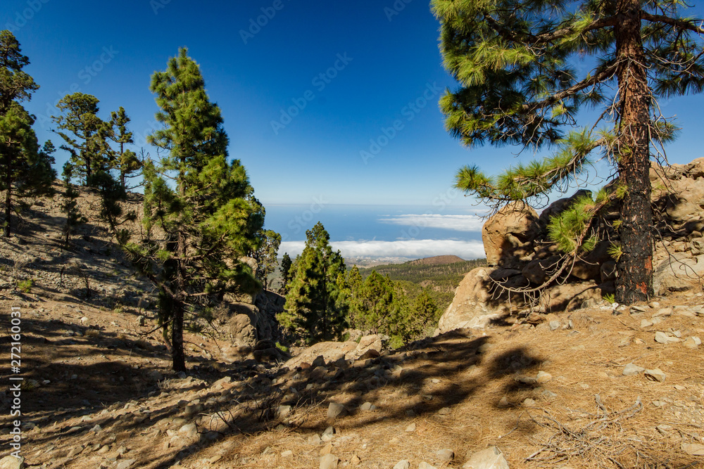 Stony path surrounded by pine trees at sunny day. Clear blue sky and some clouds along the horizon line. Rocky tracking road in dry mountain area with needle leaf woods. TTenerife, Canary Islands.