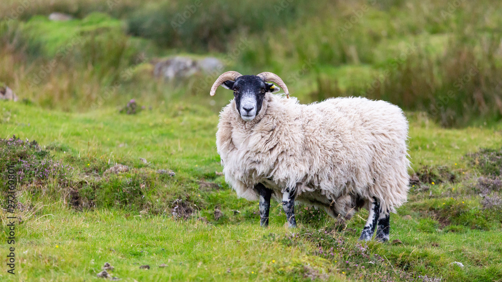 Animals can be seen anywhere in Scotland. The people care about their farm animals and raise them mostly for food. Animals can be seen anywhere in Scotland. The people care about their farm animals and raise them mostly for food.